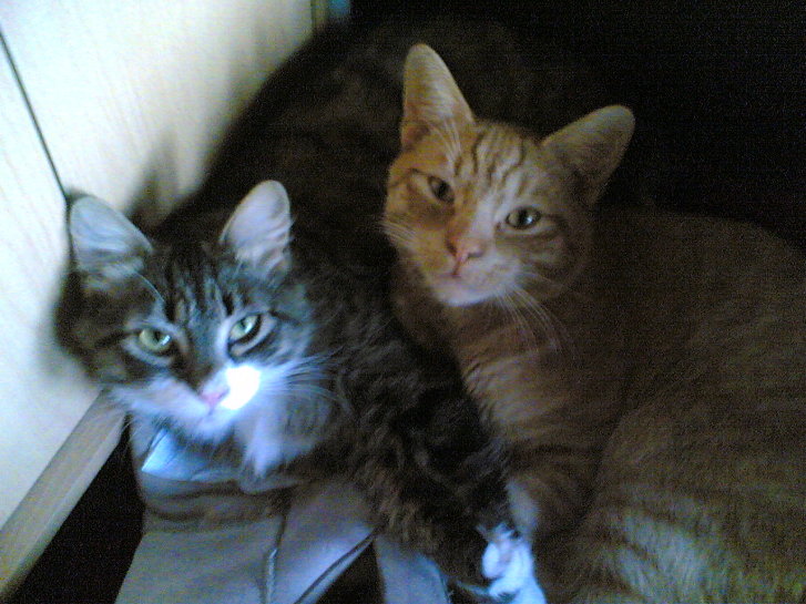 Picture of a cat / kitten / feline