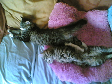 Picture of a cat / kitten / feline