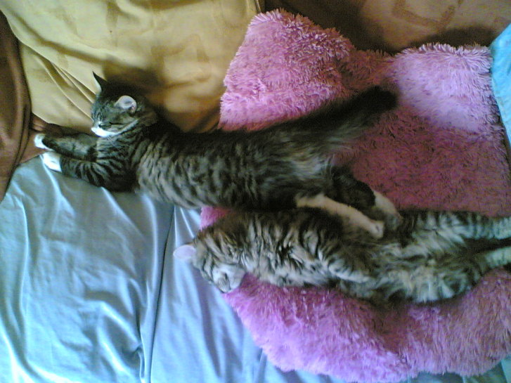 Picture of a cat / kitten / feline