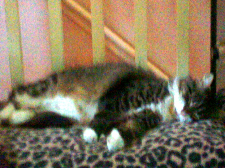 Picture of a cat / kitten / feline