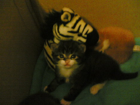 Picture of a cat / kitten / feline