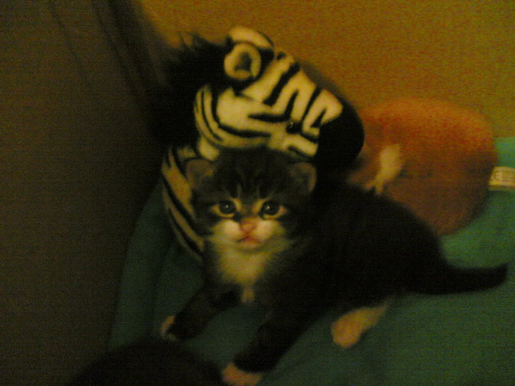 Picture of a cat / kitten / feline