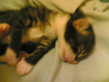 Picture of a cat / kitten / feline