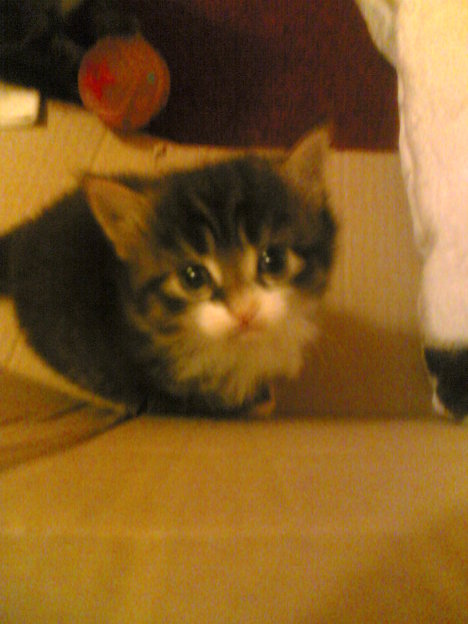 Picture of a cat / kitten / feline