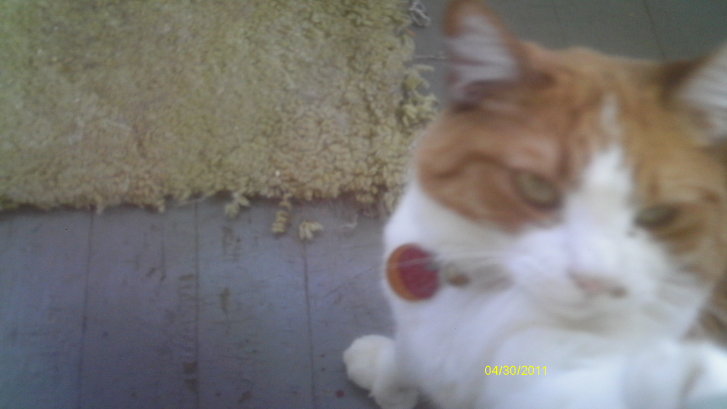 Picture of a cat / kitten / feline