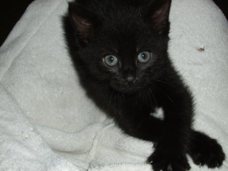 Picture of a cat / kitten / feline