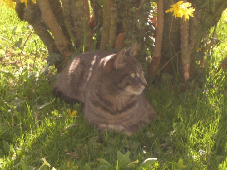 Picture of a cat / kitten / feline