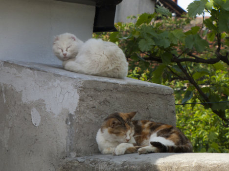 Picture of a cat / kitten / feline