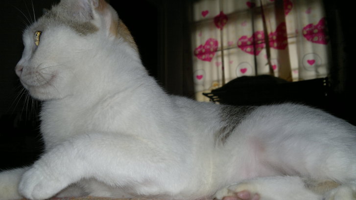 Picture of a cat / kitten / feline