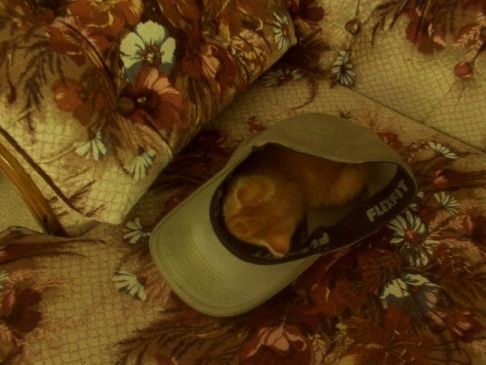 Picture of a cat / kitten / feline