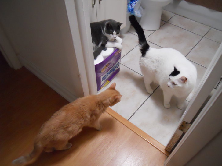 Picture of a cat / kitten / feline