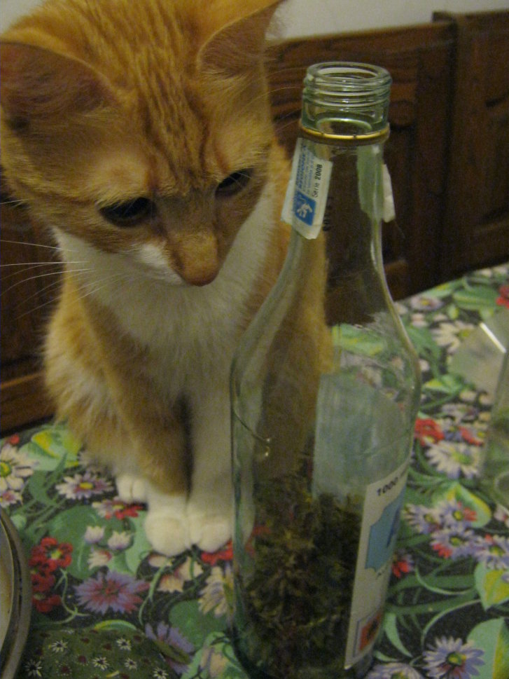 Picture of a cat / kitten / feline