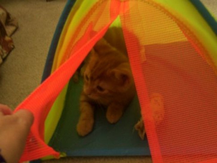 Picture of a cat / kitten / feline