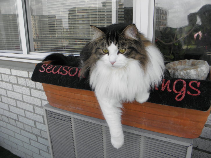 Picture of a cat / kitten / feline