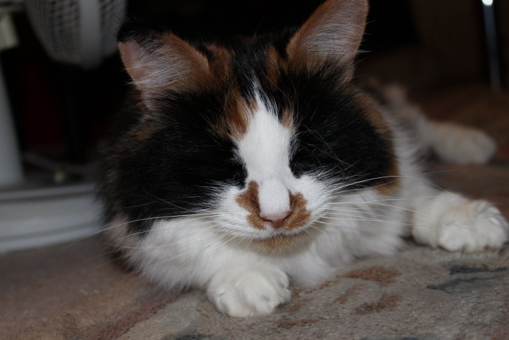 Picture of a cat / kitten / feline