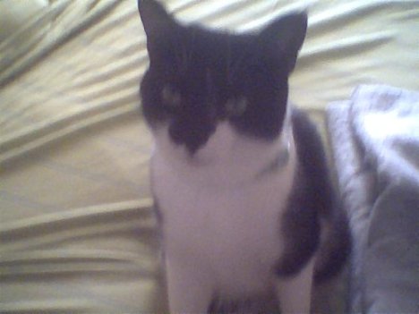 Picture of a cat / kitten / feline