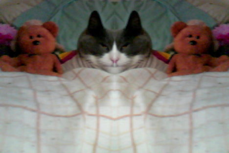 Picture of a cat / kitten / feline