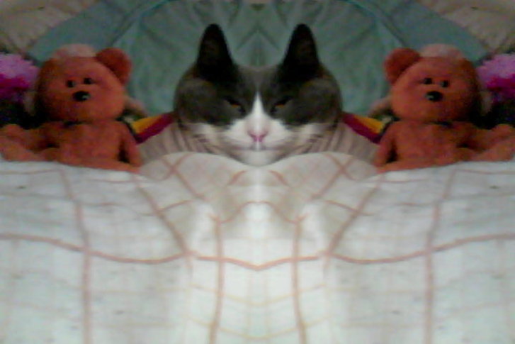 Picture of a cat / kitten / feline