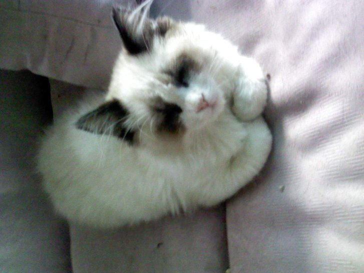 Picture of a cat / kitten / feline