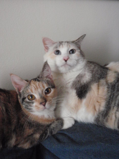 Picture of a cat / kitten / feline