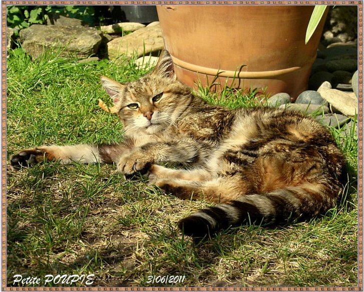 Picture of a cat / kitten / feline