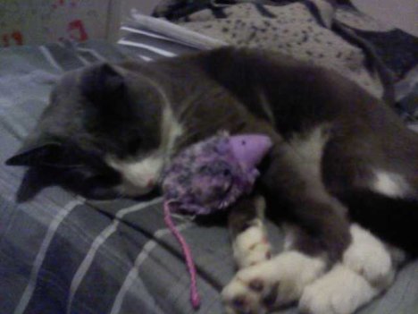 Picture of a cat / kitten / feline