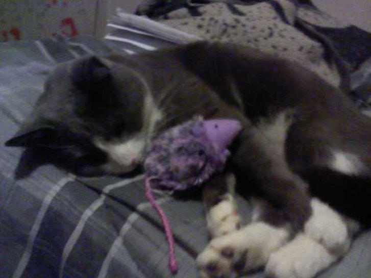 Picture of a cat / kitten / feline