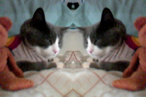 Picture of a cat / kitten / feline