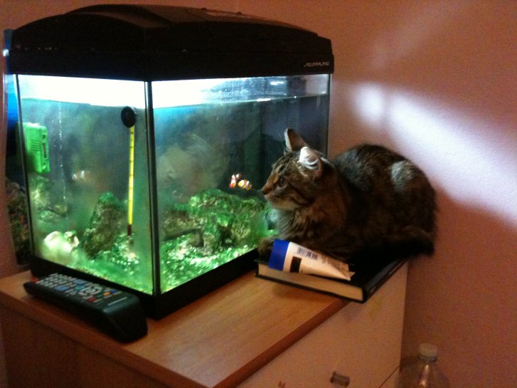 Picture of a cat / kitten / feline