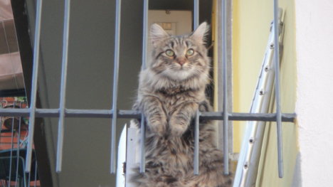 Picture of a cat / kitten / feline