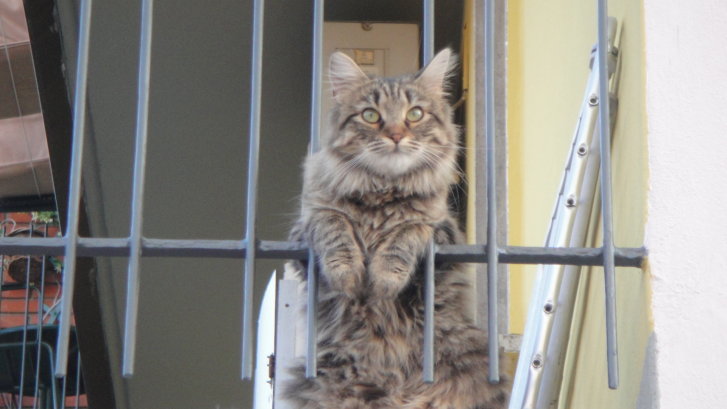 Picture of a cat / kitten / feline