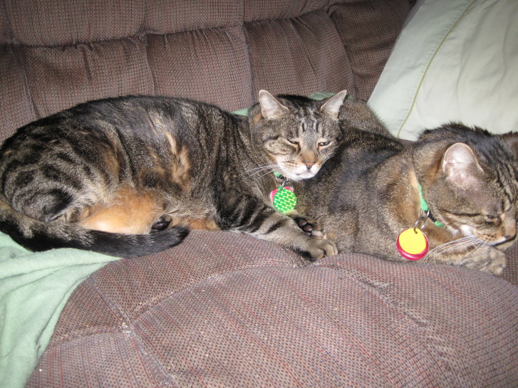 Picture of a cat / kitten / feline