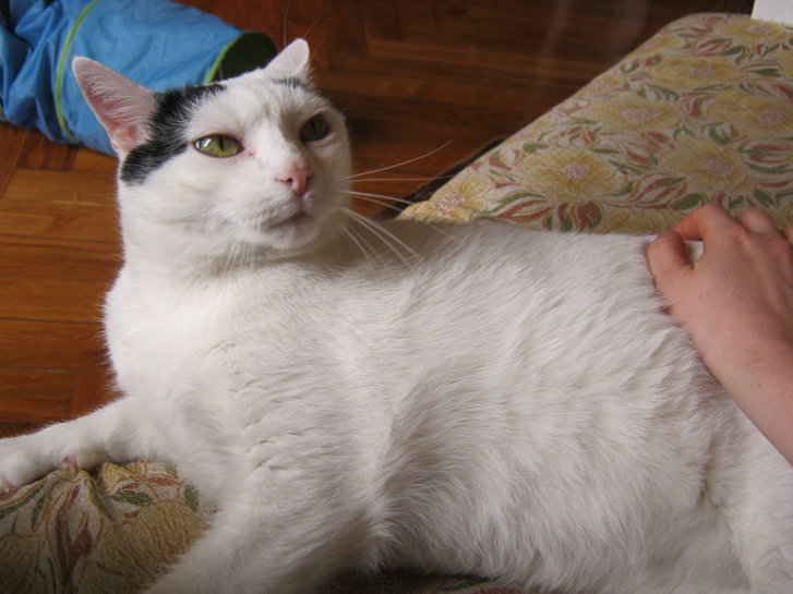 Picture of a cat / kitten / feline