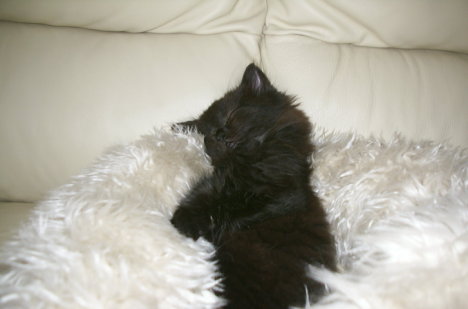 Picture of a cat / kitten / feline