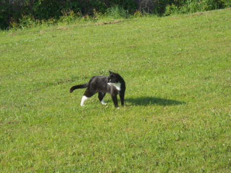 Picture of a cat / kitten / feline