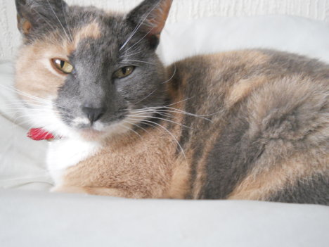 Picture of a cat / kitten / feline