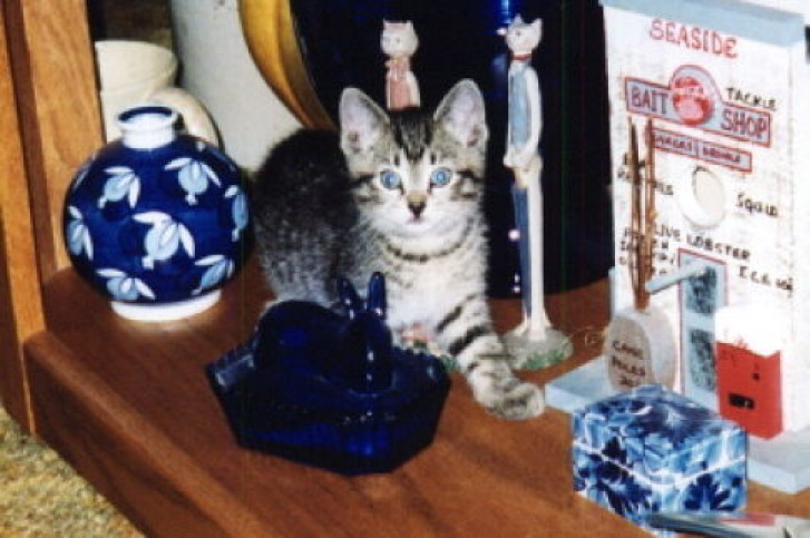 Picture of a cat / kitten / feline