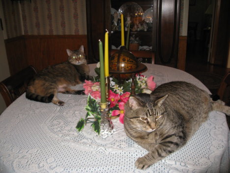 Picture of a cat / kitten / feline