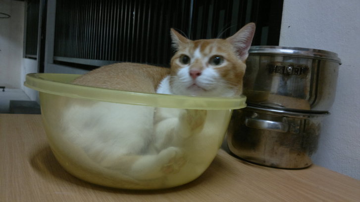 Picture of a cat / kitten / feline