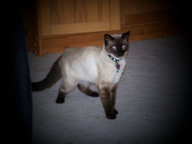 Picture of a cat / kitten / feline