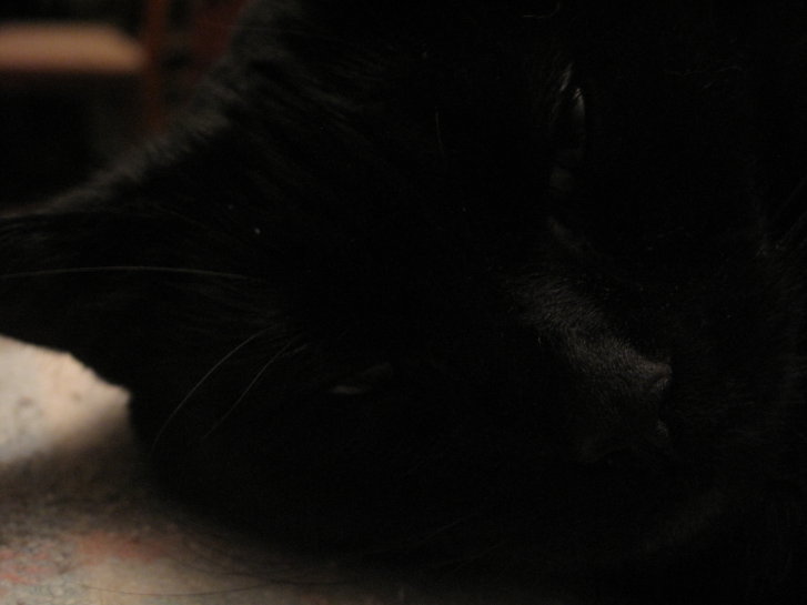 Picture of a cat / kitten / feline