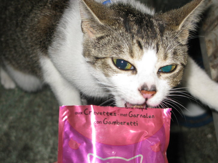 Picture of a cat / kitten / feline