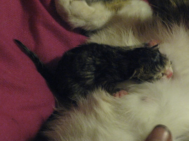 Picture of a cat / kitten / feline