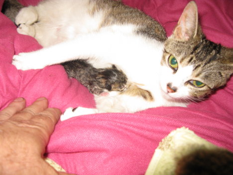 Picture of a cat / kitten / feline