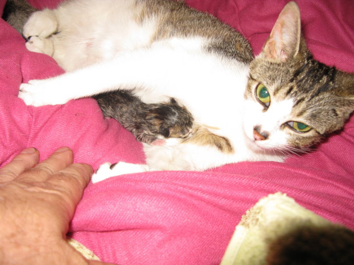 Picture of a cat / kitten / feline