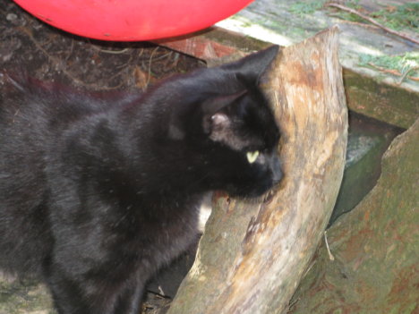 Picture of a cat / kitten / feline