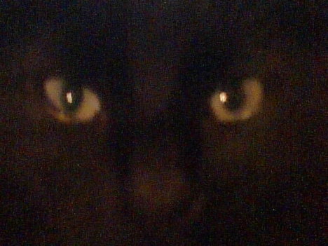 Picture of a cat / kitten / feline