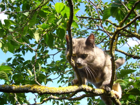 Picture of a cat / kitten / feline