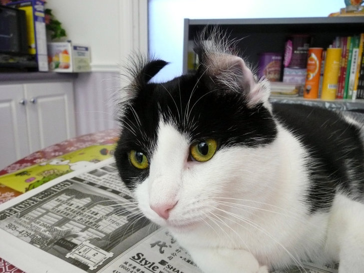 Picture of a cat / kitten / feline