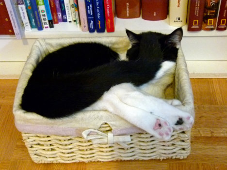 Picture of a cat / kitten / feline